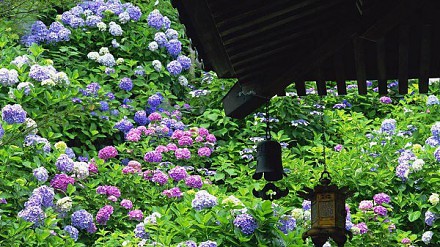 6月限定！日本镰仓三大赏花热点！