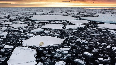 【相片背后】北极熊独站浮冰上揭生态平衡问题