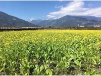 台东伯朗大道“油菜花海黄了”！阳光下整片金灿灿超疗愈