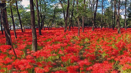 【季节限定】日本五百万株红花海