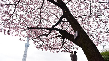 【樱花实摄】赏花兼睇晴空塔而家已经有得睇啦！