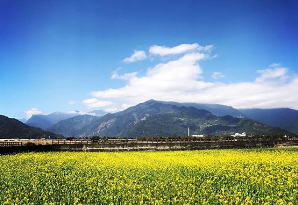 ▲台东伯朗大道油菜花、大坡池。（图／网友meteorkide提供，请勿随意翻拍，以免侵权）