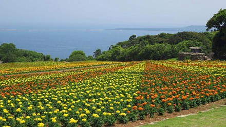 投奔初夏走进福冈能古岛万寿菊花田