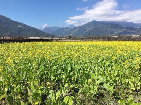 ▲台东伯朗大道油菜花、大坡池。（图／网友meteorkide提供，请勿随意翻拍，以免侵权）