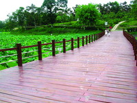 “铁马”游小南海、白河　沿途赏莲花