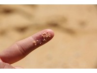 星星掉在沙滩上？西表岛神秘景观　伸手就摸得到