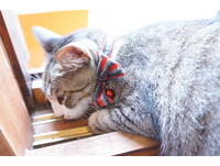 太萌了！没有猴只有猫的侯硐巡礼(上)