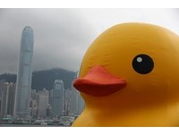 黄小鸭告别香港头顶飘“乌云”　民众：知道你也舍不得