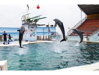 野柳海洋馆可爱海豚吸睛　还有俄罗斯水上芭蕾团