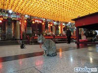 “猫庙”三重义天宫　烧香拜神兼看猫