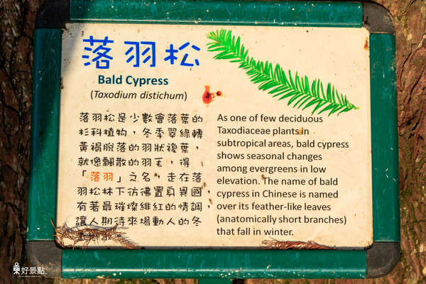 ▲台北市大湖公园落羽松。(图/好景点 foncc.com提供)