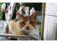 世界上“最幸福猫天堂”　江之岛一人养七只流浪猫