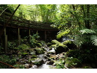 藏身新北市的桃花源　没有桐花也美的土城桐花公园　