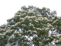 “五月雪”绽放！全台桐花盛开　“桐乐会”周六起跑