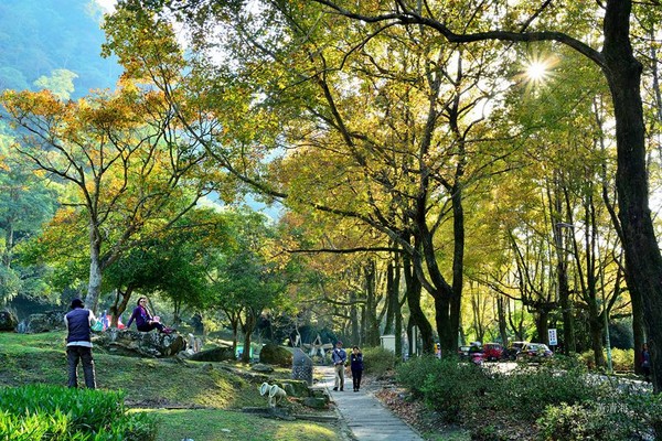 ▲石门水库枫红。（图／网友黄清海提供，请勿随意翻拍，以免侵权。）
