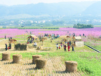 田中稻草人艺术节持续到2018年1月　亲子体验田野好去处