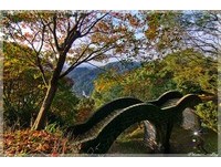 年底前再追一波枫红！连假踏青　寻访汐止拱北殿深秋美景