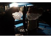 直接跟渔夫买！垦丁飞鱼季　亲自接渔船共享丰收