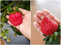 2018大湖草莓季元旦3天连假开跑！4大品种草莓热闹登场