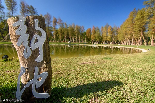 ▲新竹关西大乐之野景观餐厅赏落羽松。（图／满分的旅游札记提供）