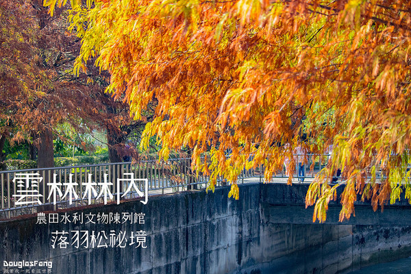 ▲云林 农田水利文物馆-落羽松。（图／道格拉斯.方提供）
