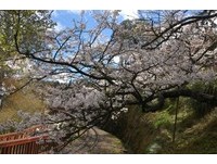 赏樱／阿里山樱花齐放　高空“樱之道”新亮点