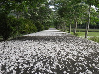 赏花／“五月雪”提早落下！鹿野桐花悄悄绽放
