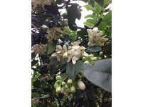 赏花／季节限定！去新北秘境赏柚花