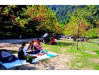 南投樱花茶会接力登场　品茶赏花炒热樱花祭