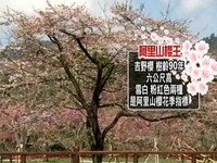 游客们只想吸芬多精！　阿里山拟全面禁烟