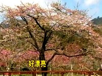 阿里山樱花季　假日团客限1万人　管制小车上山
