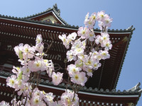 赏樱／日圆贬　预订饭店去日本旅行好时机！