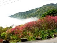 “花神来了”怎知道？阳明山花季将开跑　