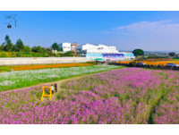 彰化2公顷大波斯菊花海免费拍！跨年假期4色花毯正美