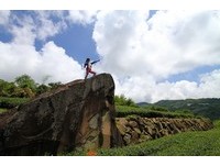 春节不挤人景点三／能跳上去就是勇士　茶园里的鸟人石