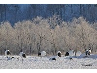 神秘“红色精灵”出现北海道　纯白雪地秀绝美舞姿