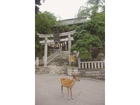 来去神社住一晚／连野生猿猴都出迎的黄金山神社