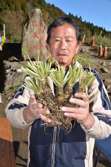 台湾最后山葵？阿里山Wasabi元旦走入历史！