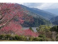 栖兰樱花季提早绽放　野生猕猴凑热闹眯眼“赏花”