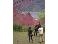 马告樱花季　住宿、入园门票5折优惠
