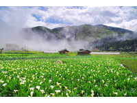 台北近郊3大超美乡村景点！赏樱花、海芋、落羽松、绣球花