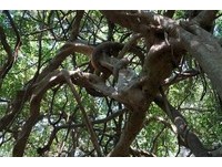 《少年Pi》孤岛场景垦丁白榕园　惊见超大“树上蟒蛇”