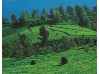 想去《少年Pi》的家乡！旅行社推南印度电影场景行程