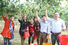 国姓牛奶蜜枣 皮薄多汁甜脆可口 深受饕客喜爱 产季开放观光采果 民众趋之若鹜