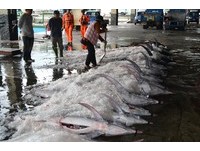 吃甜美太平洋海味趁现在　东海岸旗鱼季新鲜登场