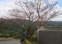 赏樱最前线 首批樱花坪林绽放