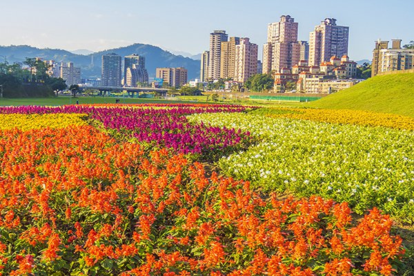 跨年元旦连假来这赏花全台六大花海免费看