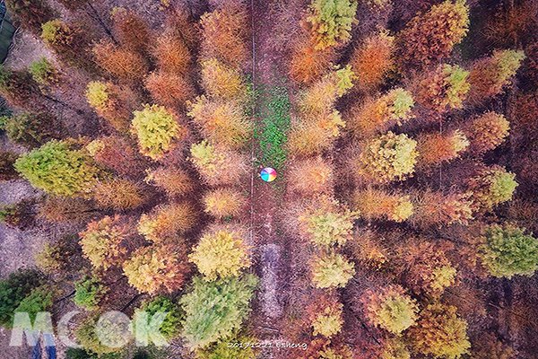 大片落羽松林密集超吸睛异国风打卡新秘境