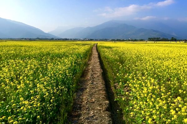 油菜花盛开拍出桌面美景伯朗大道铺上金黄花毯