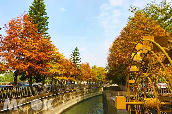 落羽松水车超好拍免费欧风景点宛如偶像剧场景